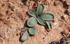 Gethyllis marginata