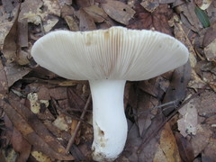 Russula hixsonii