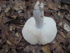 Russula hixsonii