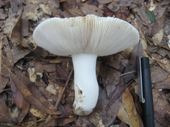 Russula hixsonii