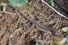 Anolis lineatus