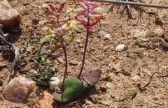 Lachenalia trichophylla