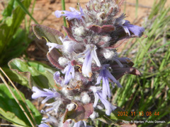 Ajuga ophrydis