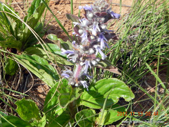 Ajuga ophrydis