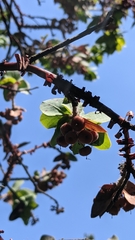 Arctostaphylos pallida