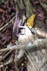 Anolis lineatus