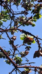 Arctostaphylos pallida