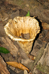 Lentinus sajor-caju