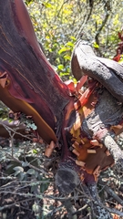 Arctostaphylos pallida