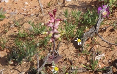 Lachenalia trichophylla