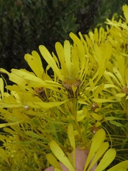 Leucadendron platyspermum