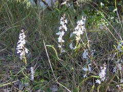 Holothrix parviflora