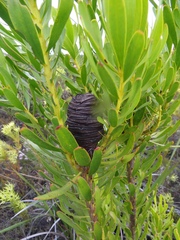 Leucadendron platyspermum