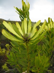 Leucadendron platyspermum