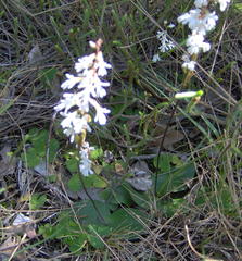 Holothrix parviflora