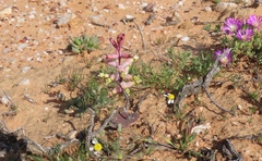 Lachenalia trichophylla