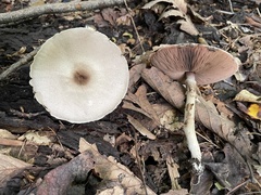 Agaricus leptocaulis