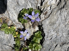 Campanula cenisia