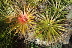 Bromelia humilis