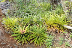 Bromelia humilis
