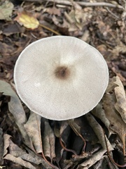 Agaricus leptocaulis
