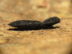 Lacon punctatus