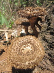 Lentinus stuppeus
