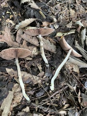 Agaricus leptocaulis