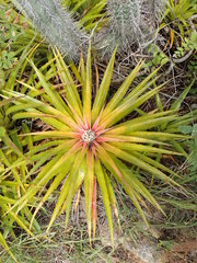 Bromelia humilis