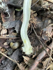 Agaricus leptocaulis