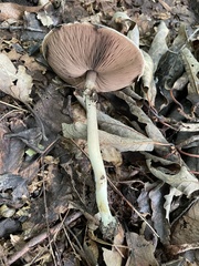 Agaricus leptocaulis