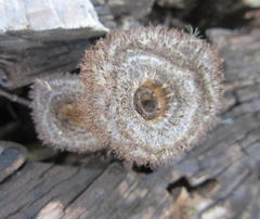 Lentinus stuppeus