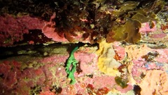 Metabonellia haswelli