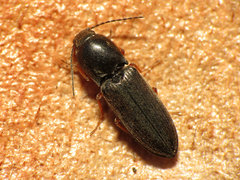 Cardiophorus