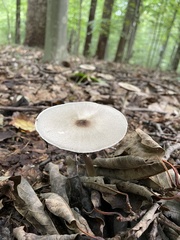 Agaricus leptocaulis