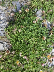 Trifolium thalii
