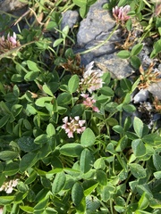 Trifolium thalii