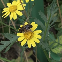 Eristalis tenax