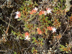 Sedum moranense