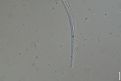 Prismatolaimus