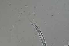 Prismatolaimus