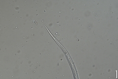 Prismatolaimus