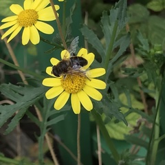 Eristalis tenax