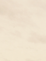 Charadrius vociferus