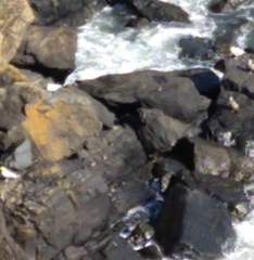 Arenaria interpres