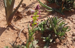 Lachenalia framesii