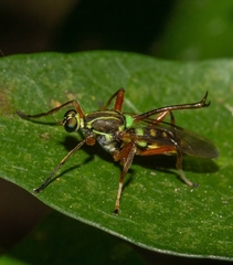 Dicranophora