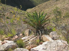 Encephalartos longifolius