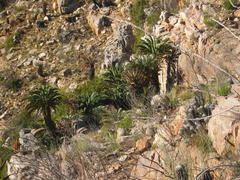Encephalartos longifolius