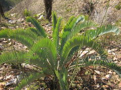 Encephalartos longifolius
